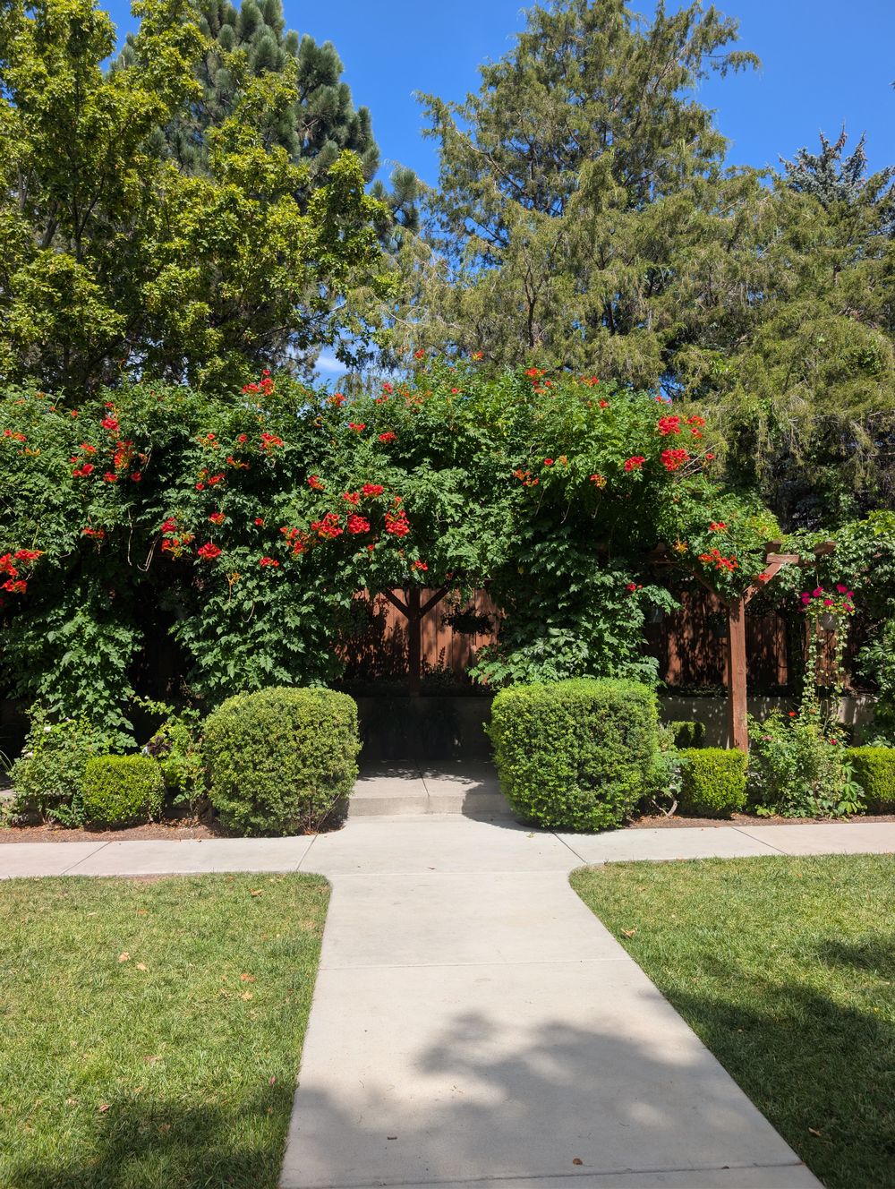 Garden archway covered in red trumpet vine at the Alpine Art Center