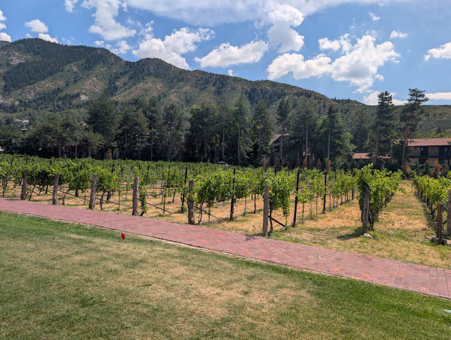 Rows of grapevines in La Caille's vineyard with mountains rising behind them